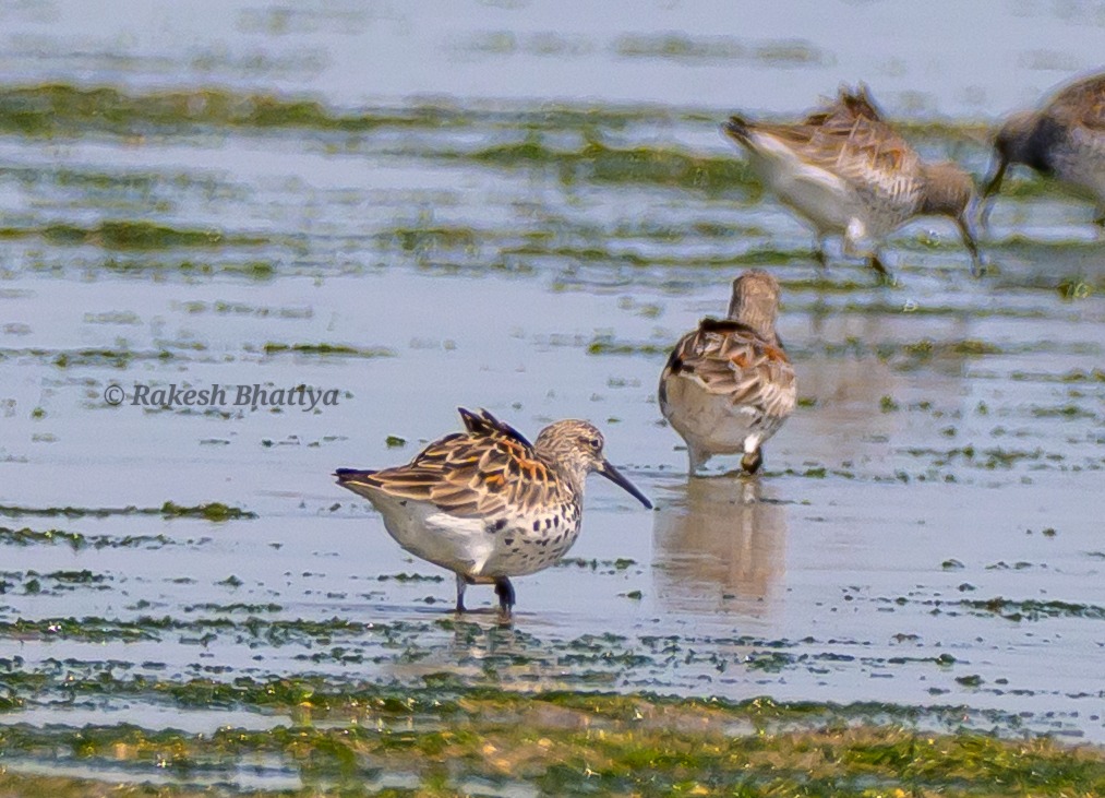 Great Knot 